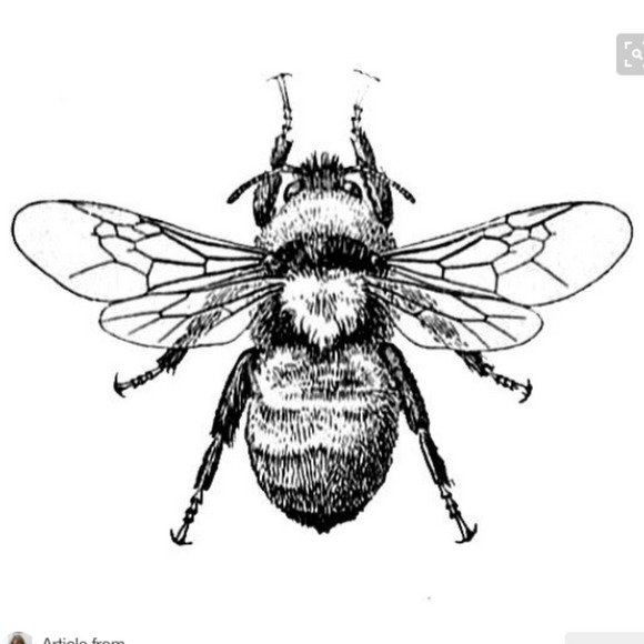 Meet your Posher, Bailey - Picture 7 of 8